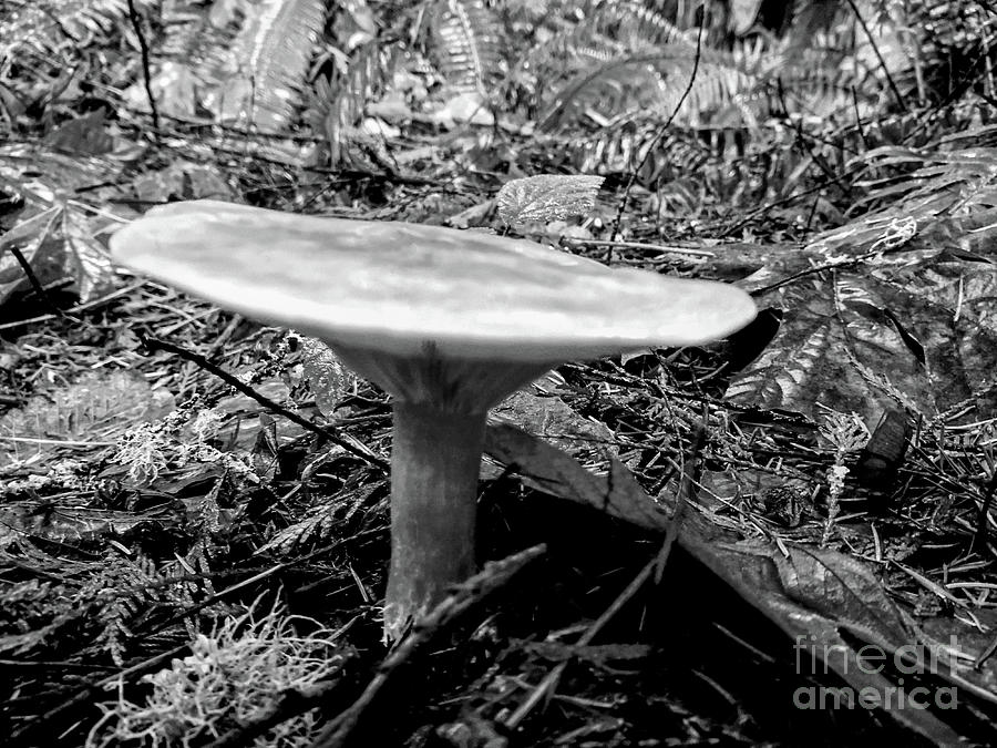 Bw Tiny World 4 Of 8 - Mushrooms And Fungi Photograph