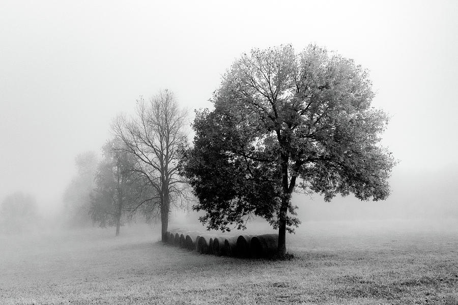 BW Tree with Hay Bales Photograph by Rylee Holub - Fine Art America