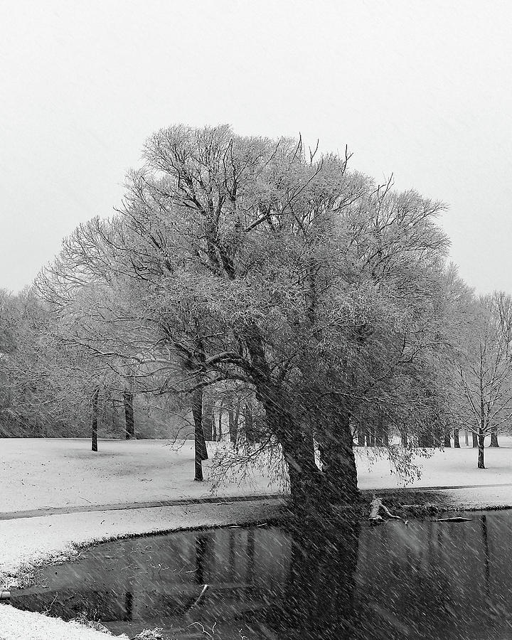 Bw Trees1 Photograph by Steve Bell - Fine Art America