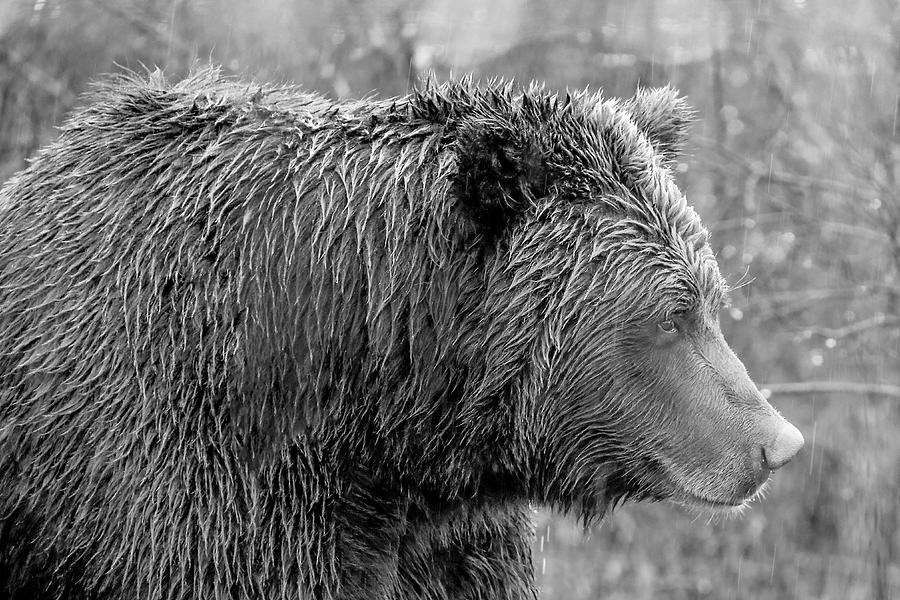 Bw who will stop the rain photograph by belinda krause fine art america