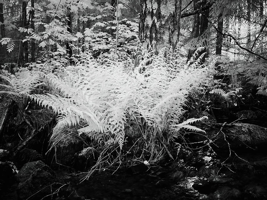 By the brook so black. Infrared bw photography Photograph by Jouko Lehto