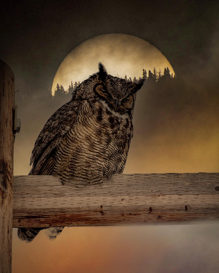 By The Light Of The Moon Photograph by Joy McAdams