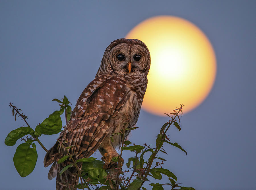 By The Light Of The Moon Photograph by Justin Battles