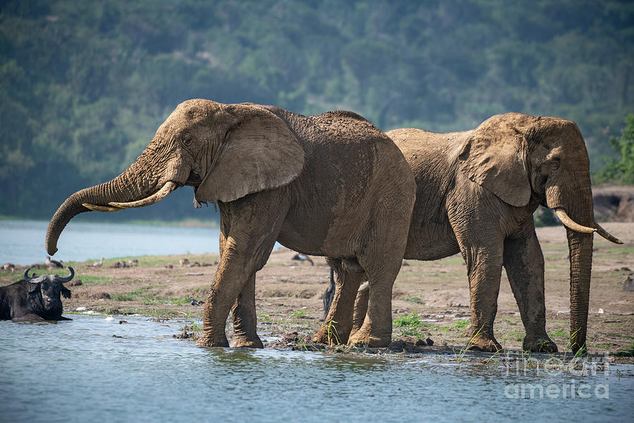 Elephant Photograph - By the River by Jamie Pham