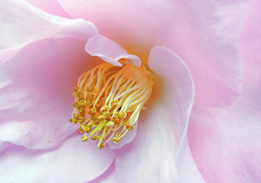 Camellia Rose Photograph by Jessica Jenney