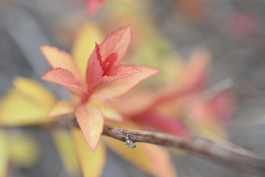 BYU-Idaho Gardens in May-Little Bud Photograph by Leanna Kotter