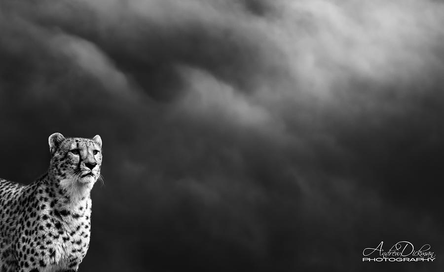 Cheetah Photograph - C H E E T A H by Andrew Dickman