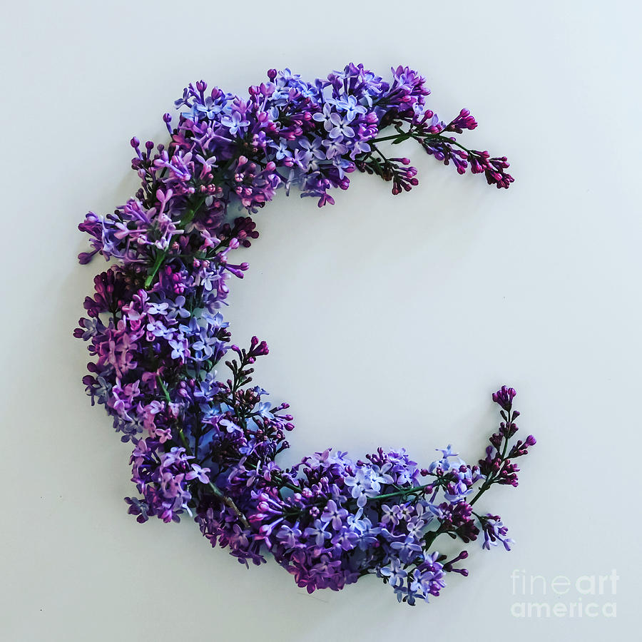 C of Lilacs Photograph by Laura Honaker