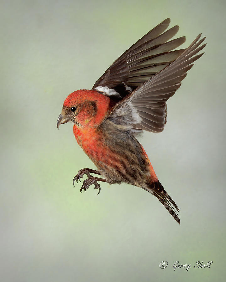 Nature Photograph - C W Crossbill by Gerry Sibell
