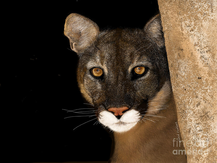 Panther Digital Art - CA Mountain Lion, Night Vigil - Digital Fine Art by Karen Conger