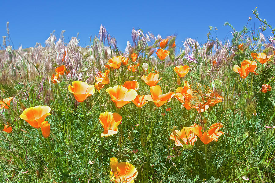 Ca Poppies In Antelope Valley Ca Poppy Reserve In Lancaster California Photograph By Ruth Hager