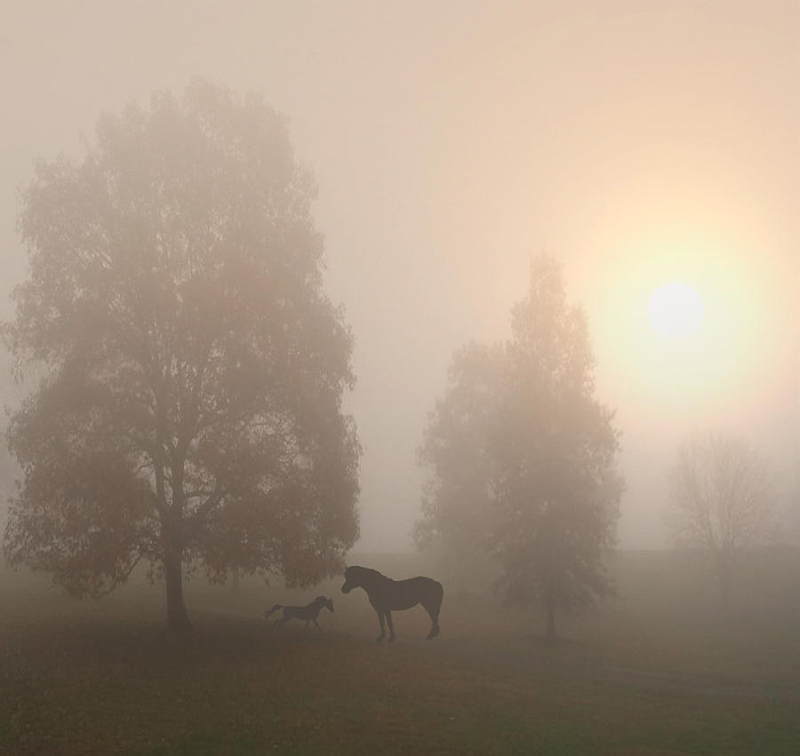 Caballos en la niebla Photograph by Mis imágenes son mis sueños.