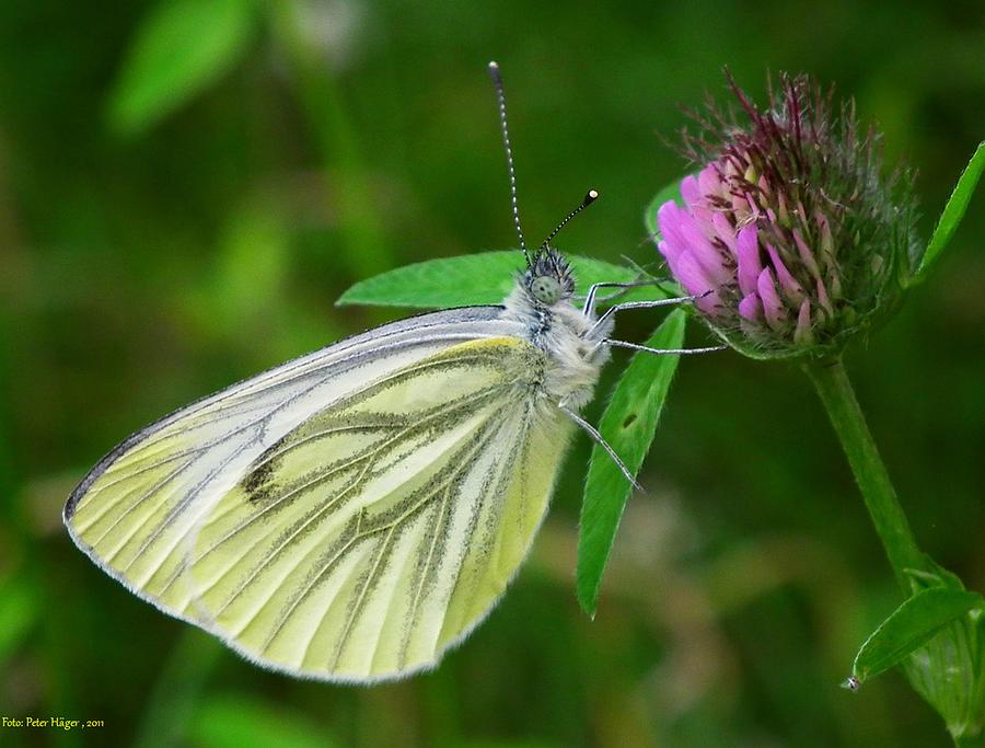 Cabbage Butterfly 3 Painting by Les Classics - Fine Art America