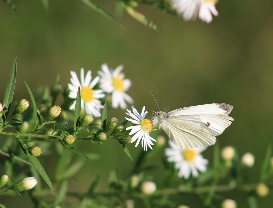 Cabbage Butterfly on Wildflowers Photograph by Christopher Reed