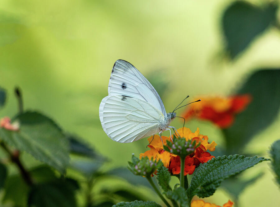 Cabbage butterfly Photograph by Pietro Ebner