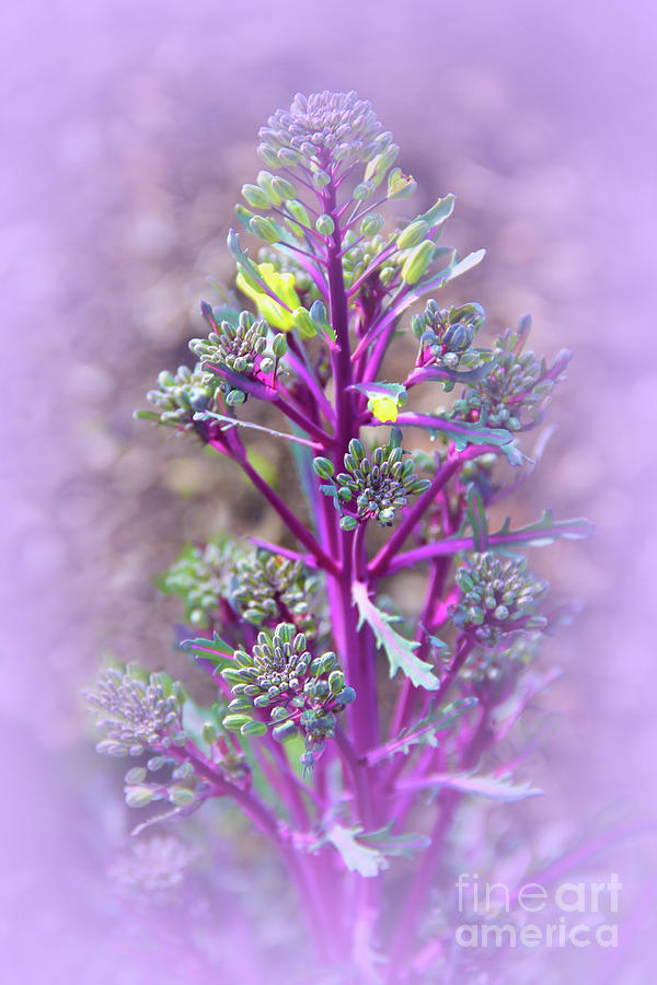 Cabbage Flower Buds Photograph by Judi Bagwell