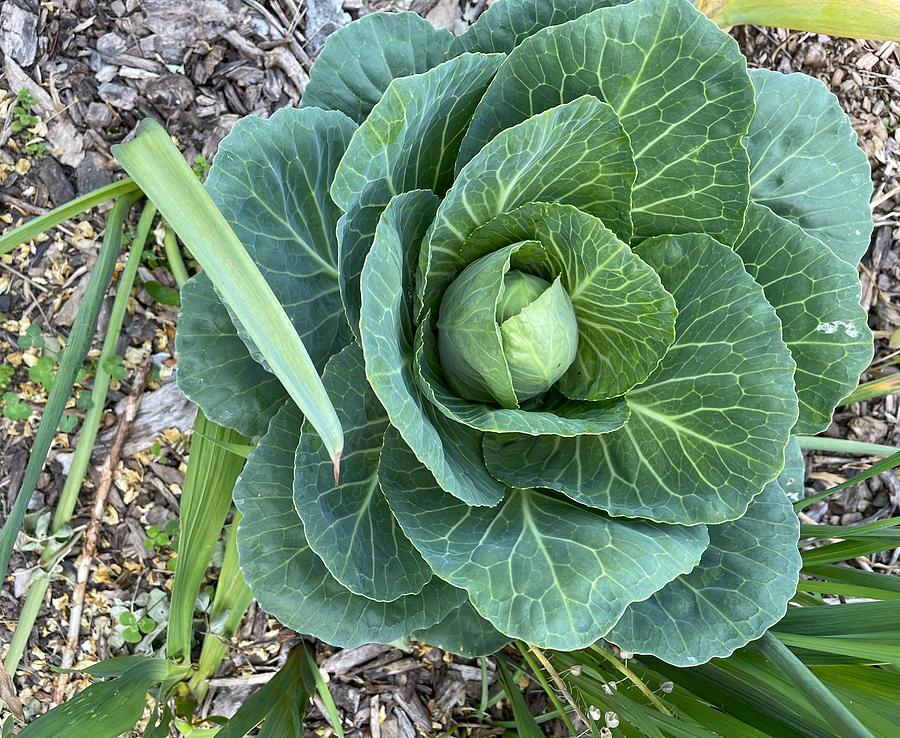 Cabbage Flower Photograph by Katheryn Buckman Fine Art America