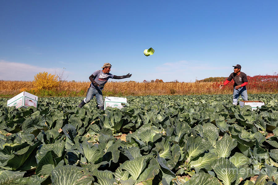 Cabbage Harvest Photograph by Jim West