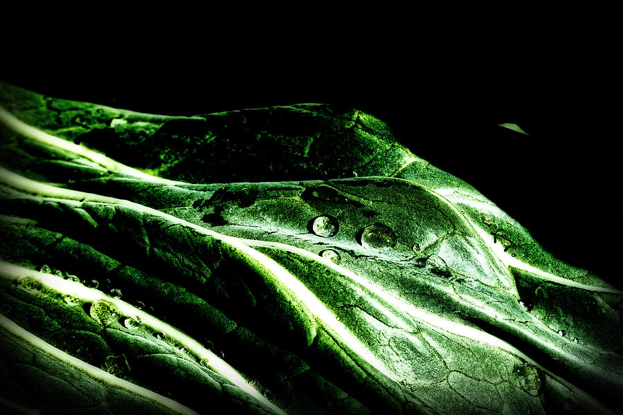 Cabbage Leaf Abstract - Georgeson Botanical Garden Photograph by Cathy Mahnke