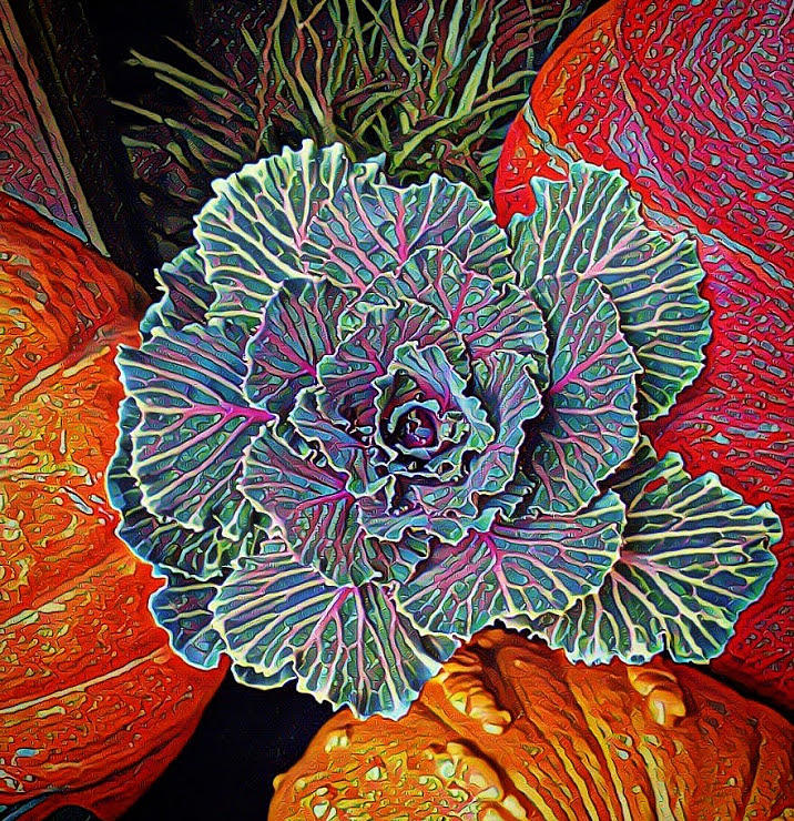 Cabbage Digital Art by Nick Jones - Fine Art America