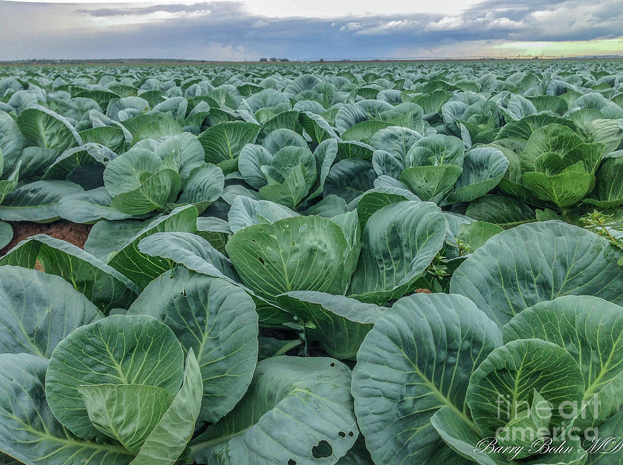 Cabbage patch Photograph by Barry Bohn