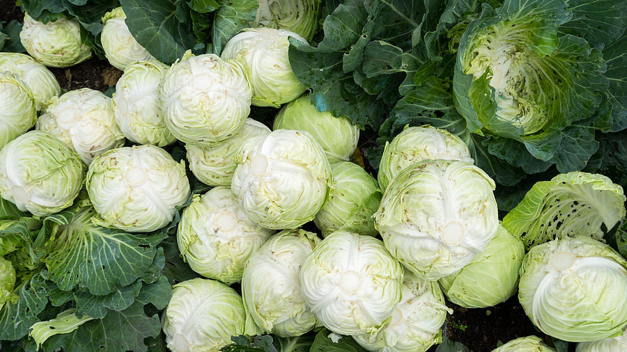 Cabbage Ready To Process Photograph by Shaifulzamri
