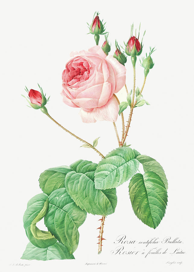 Cabbage Rose aka Rosebush with Lettuce Leaves Rosa centifolia bullata 1 Painting by Pierre-Joseph Redoute