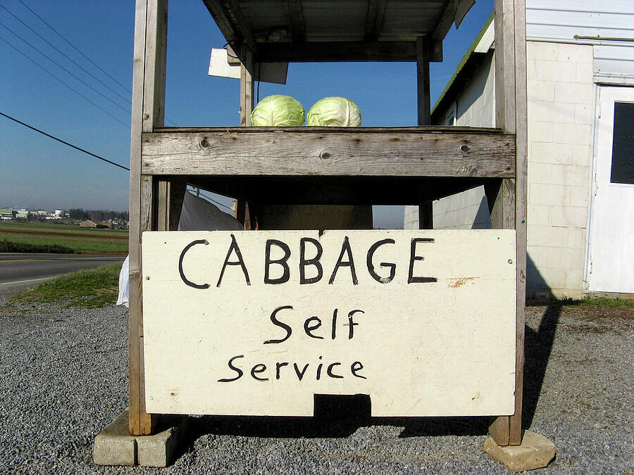 Cabbage Self Service Photograph by Tana Reiff Cabbage Self Service Photograph by Tana Reiff