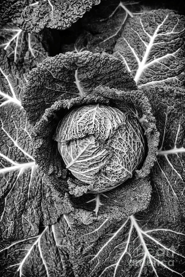 Cabbage Serpentine Monochrome Photograph by Tim Gainey