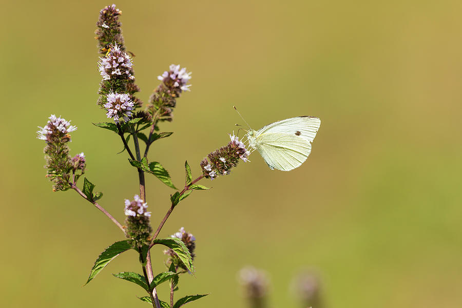 Cabbage White 2013-1 Photograph by Thomas Young