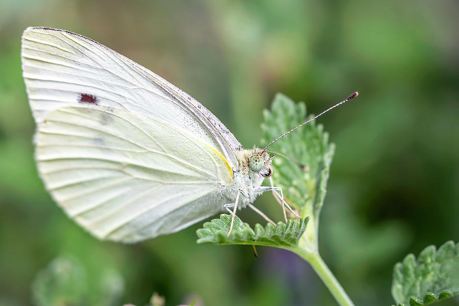 Cabbage White Butterfly 1 Photograph by Randy Rambo - Fine Art America