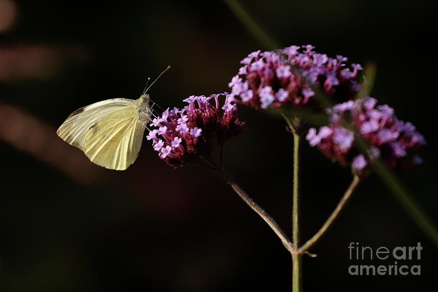 Nature Photograph - Cabbage White Butterfly and Purple Verbena by Terri Waters