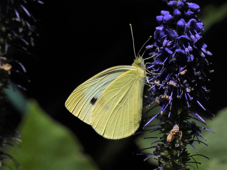 Butterfly Photograph - Cabbage White Butterfly by Betty-Anne McDonald