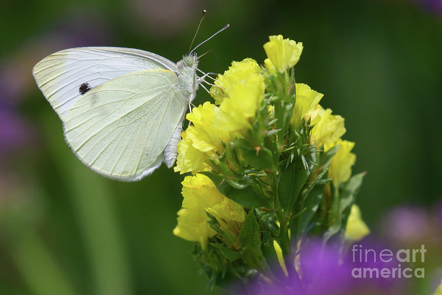 Cabbage White Butterfly Photograph by Chris Scroggins