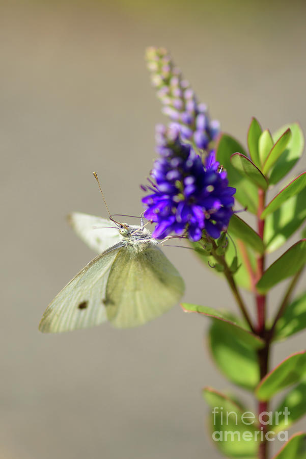 Seattle Photograph - Cabbage White Butterfly Eyes by Nancy Gleason