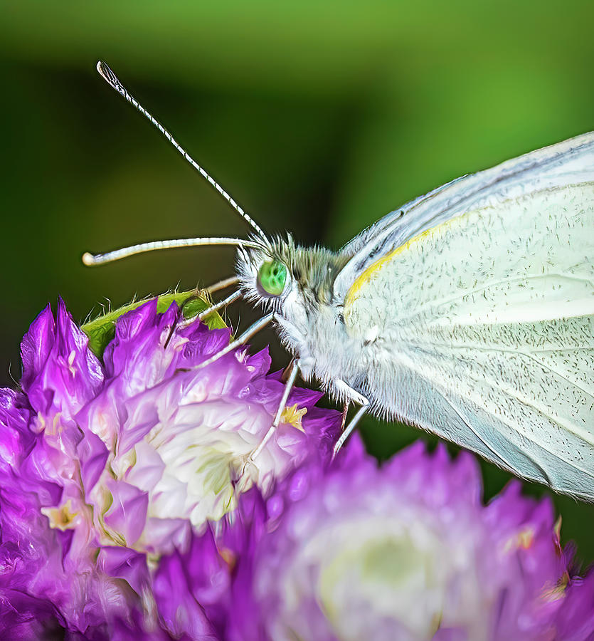 Cabbage White Butterfly Photograph by Ginger Stein