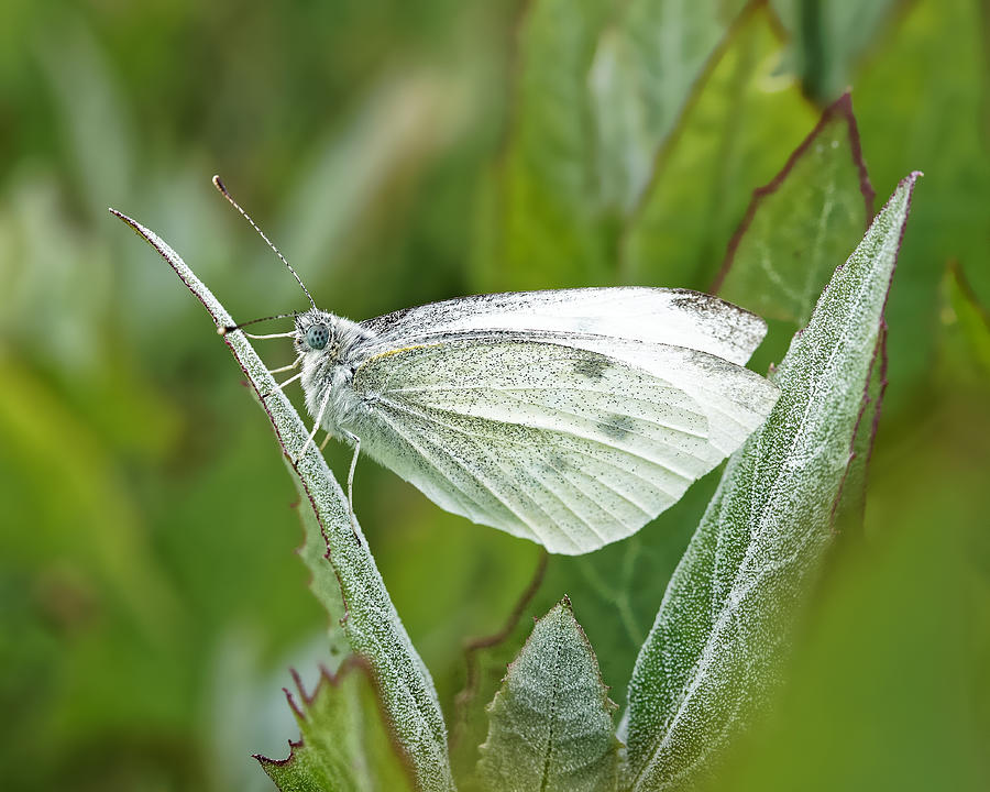 Cabbage White Butterfly Photograph by KJ Swan