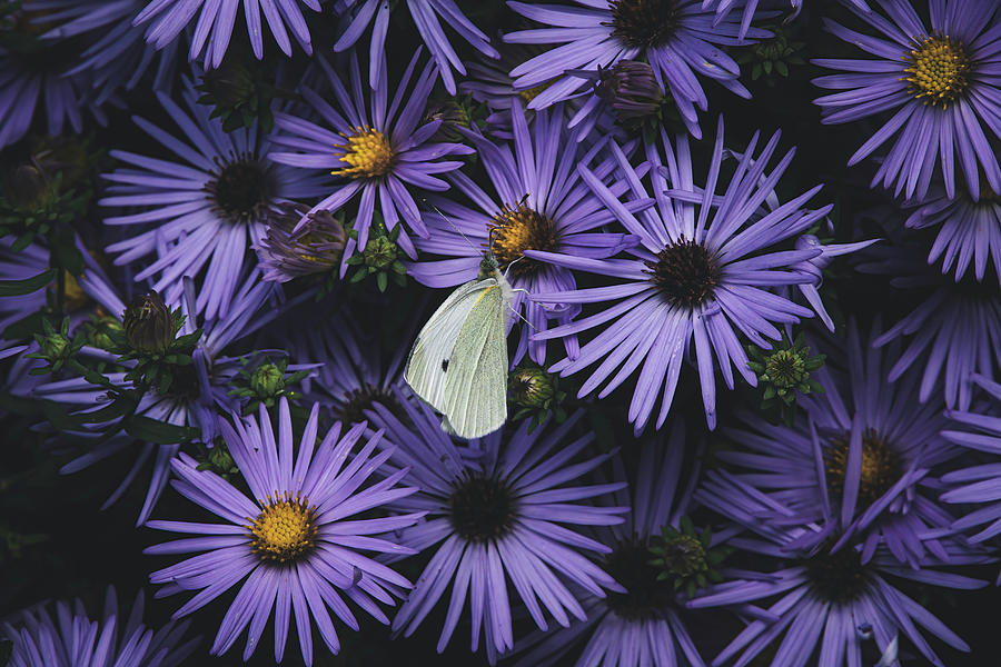 Cabbage White Butterfly on Aster - Artistic Photograph by Chad Meyer