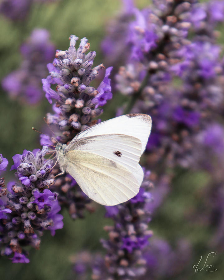 Butterfly Photograph - Cabbage White Butterfly on Lavender by D Lee