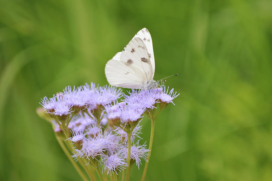 Cabbage White Butterfly On Purple Mist Flowers Photograph