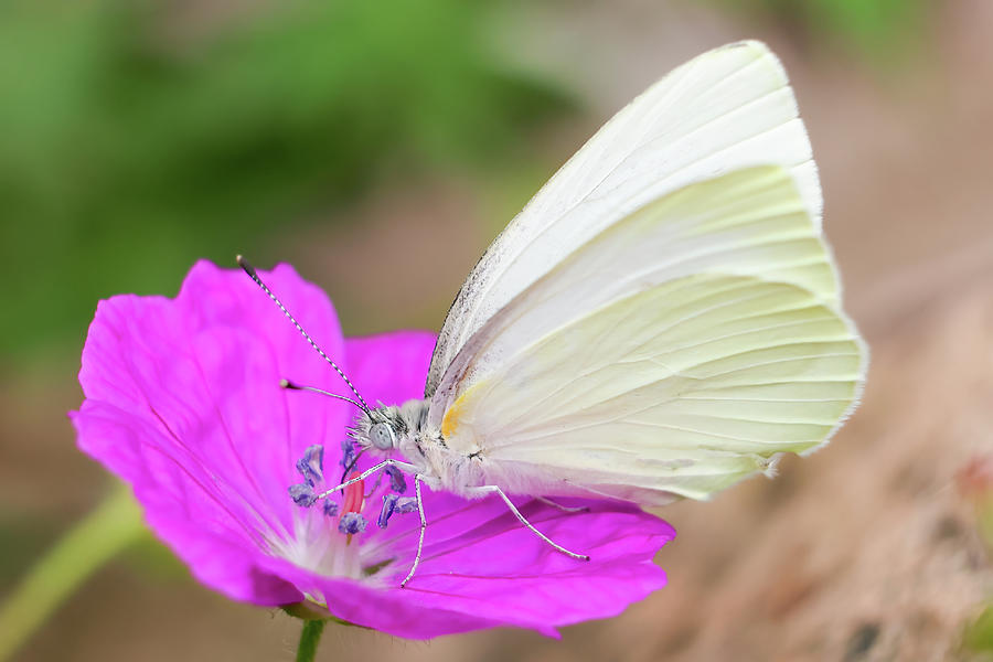 Cabbage White Butterfly on Wild Geranium Photograph by Brook Burling