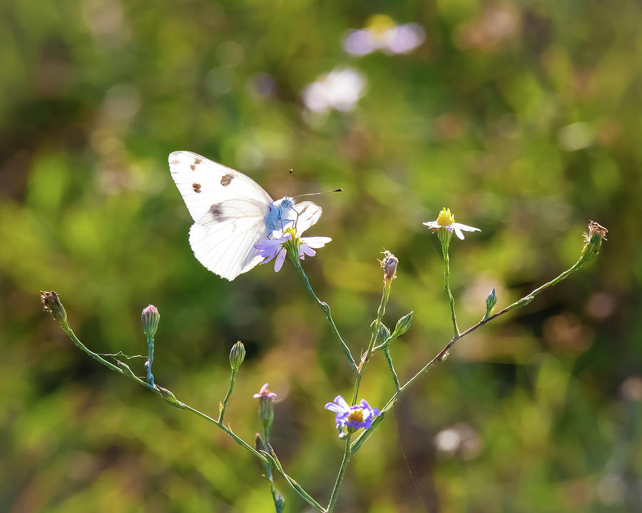 Cabbage White Butterfly Photograph by Pam Rendall
