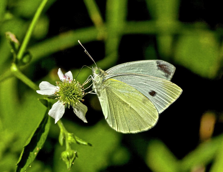 Cabbage White Butterfly Pieris rapae Photograph by Carol Senske