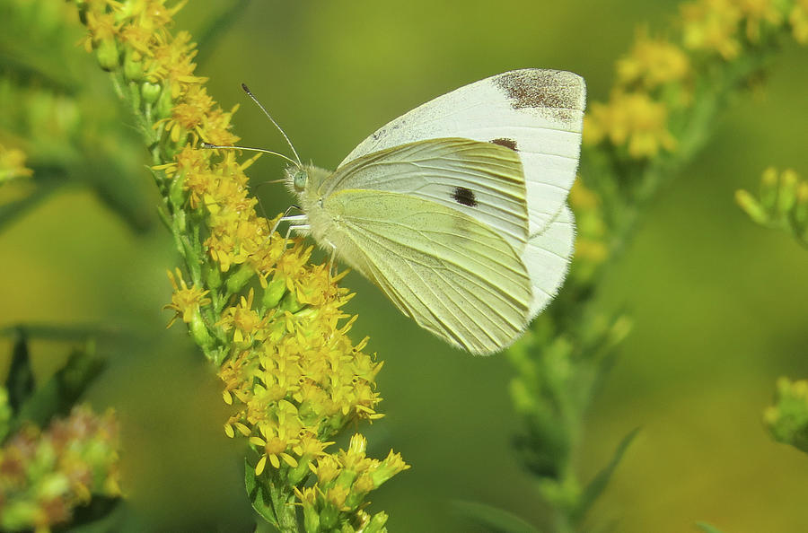 Cabbage White Butterfly Photograph by Rebecca Grzenda