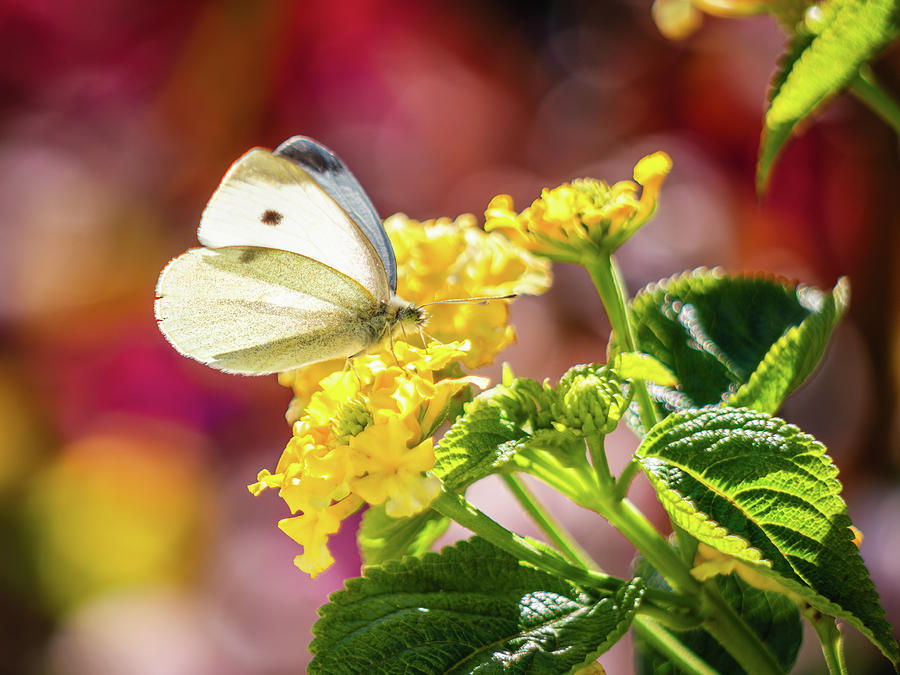 Cabbage White Butterfly with Yellow Lantana Photograph by Rachel Morrison