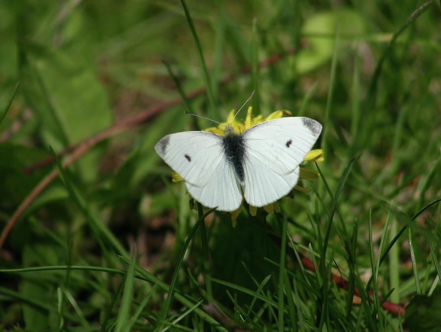 Cabbage White Photograph by Callen Harty