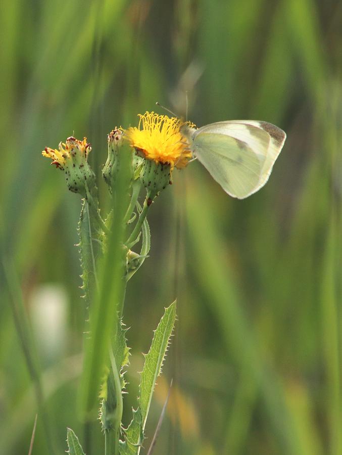 Cabbage White Photograph by Gerry Bates