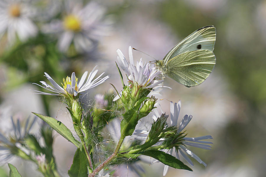 Cabbage White on Asters Photograph by Tana Reiff
