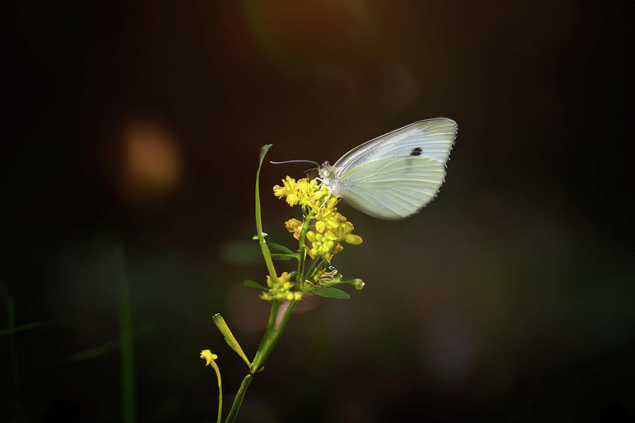 Cabbage White Photograph by Ray Congrove