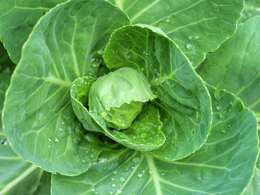 Cabbage with Raindrops Photograph by Todd Bannor